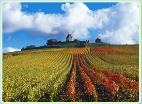 Champagne Ardennes dans l'Aube en France près de Paris